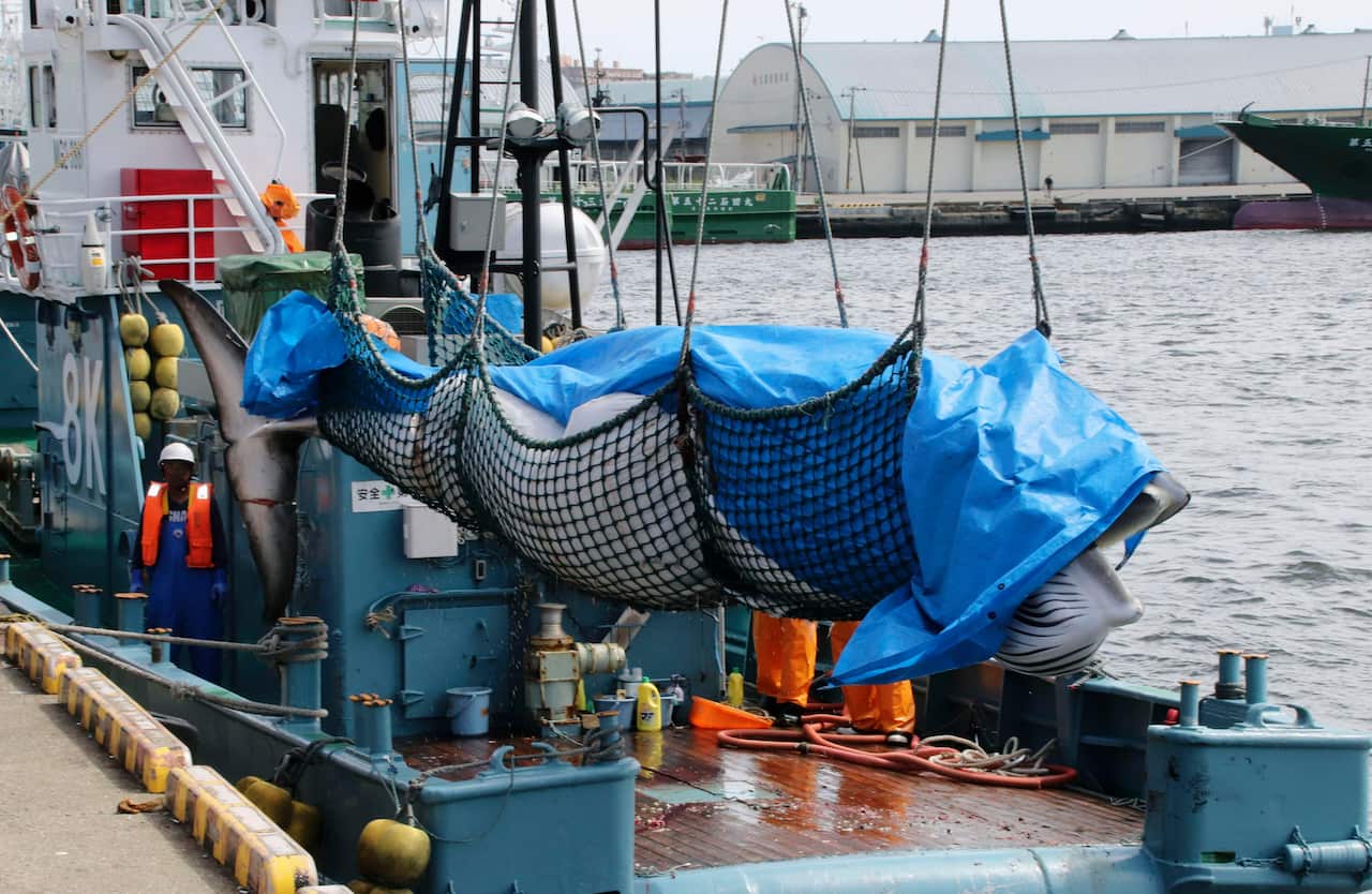 A minke whale is unloaded from a vessel.