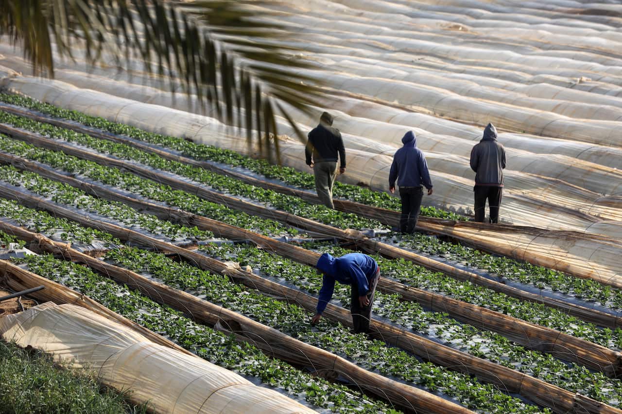 Four men are working in a field divided into rows of patches, some of which are partially covered with cloth.