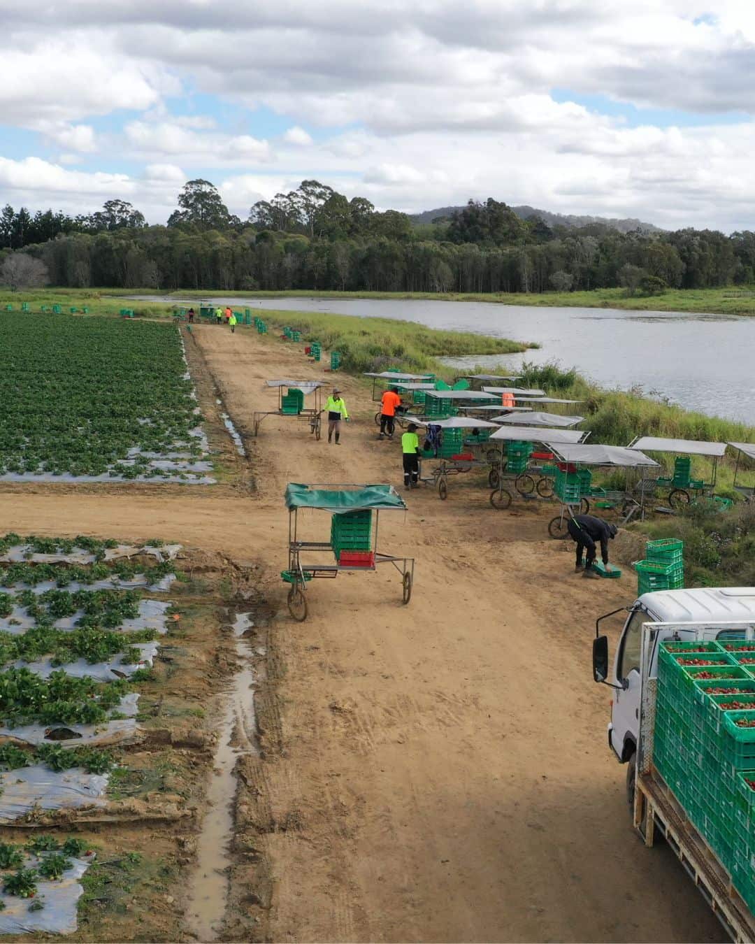 Straberries Farm  2026 of 01 FB 4x5 HEADLINE WITH FRAME ALC.jpg