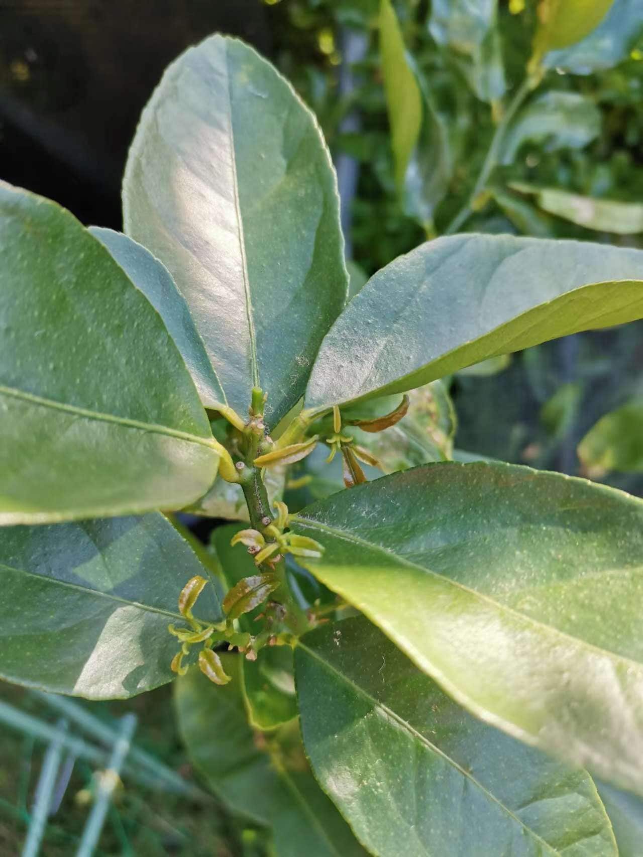 柑橘类植物一年有多次长新稍