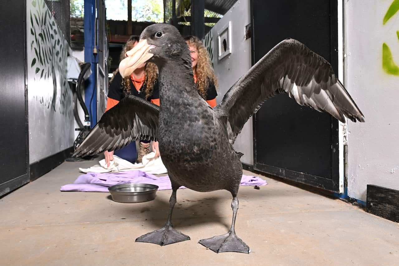 A large black seabird.