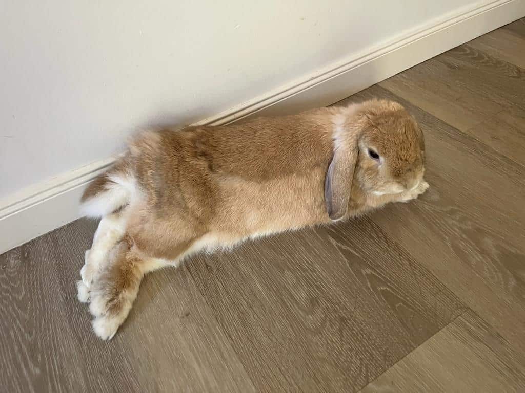 Spuddy is free to roam throughout Elsa's house