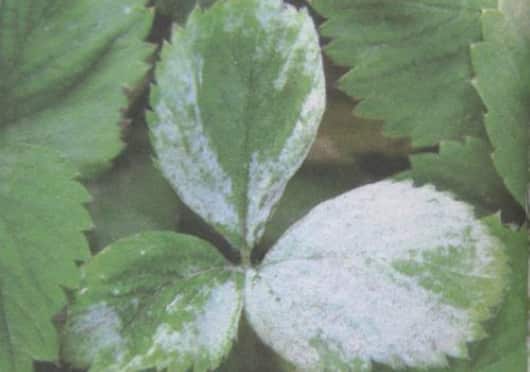 被感染的草莓叶子