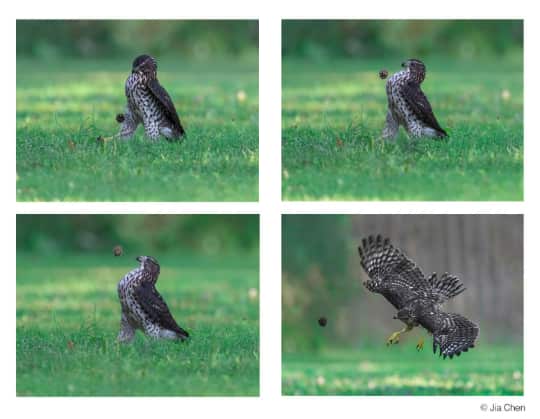 รางวัลรูปจากอินเทอร์เน็ตที่น่าทึ่งเป็นของช่างภาพเจีย เชน