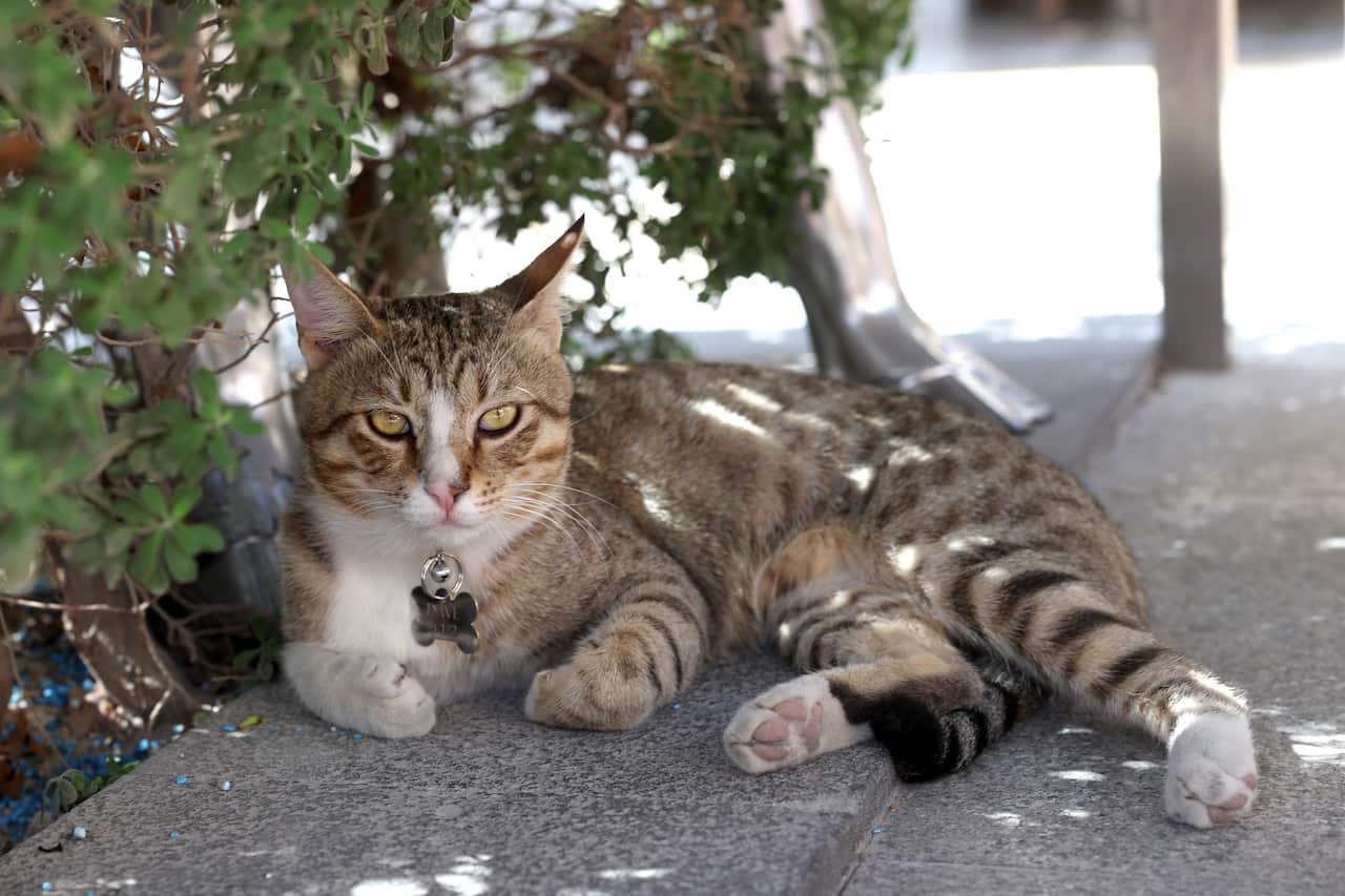 A cat lying on concrete