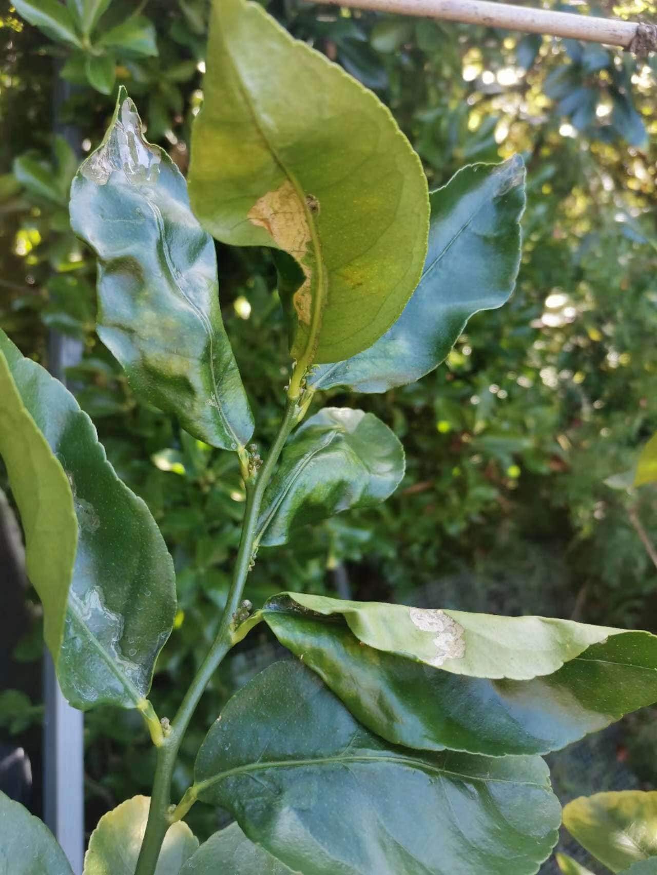 被潜叶虫危害的叶子和枝条