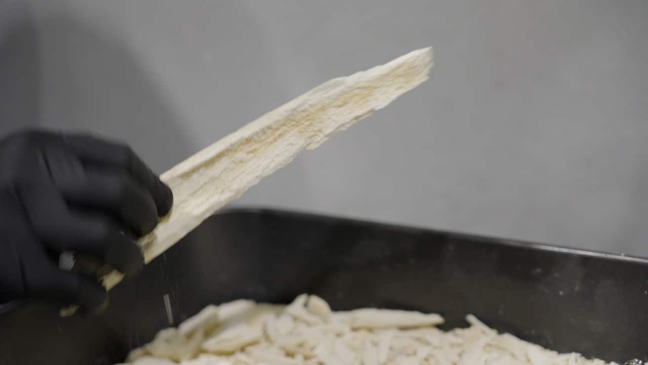 A gloved hand holding a bone.