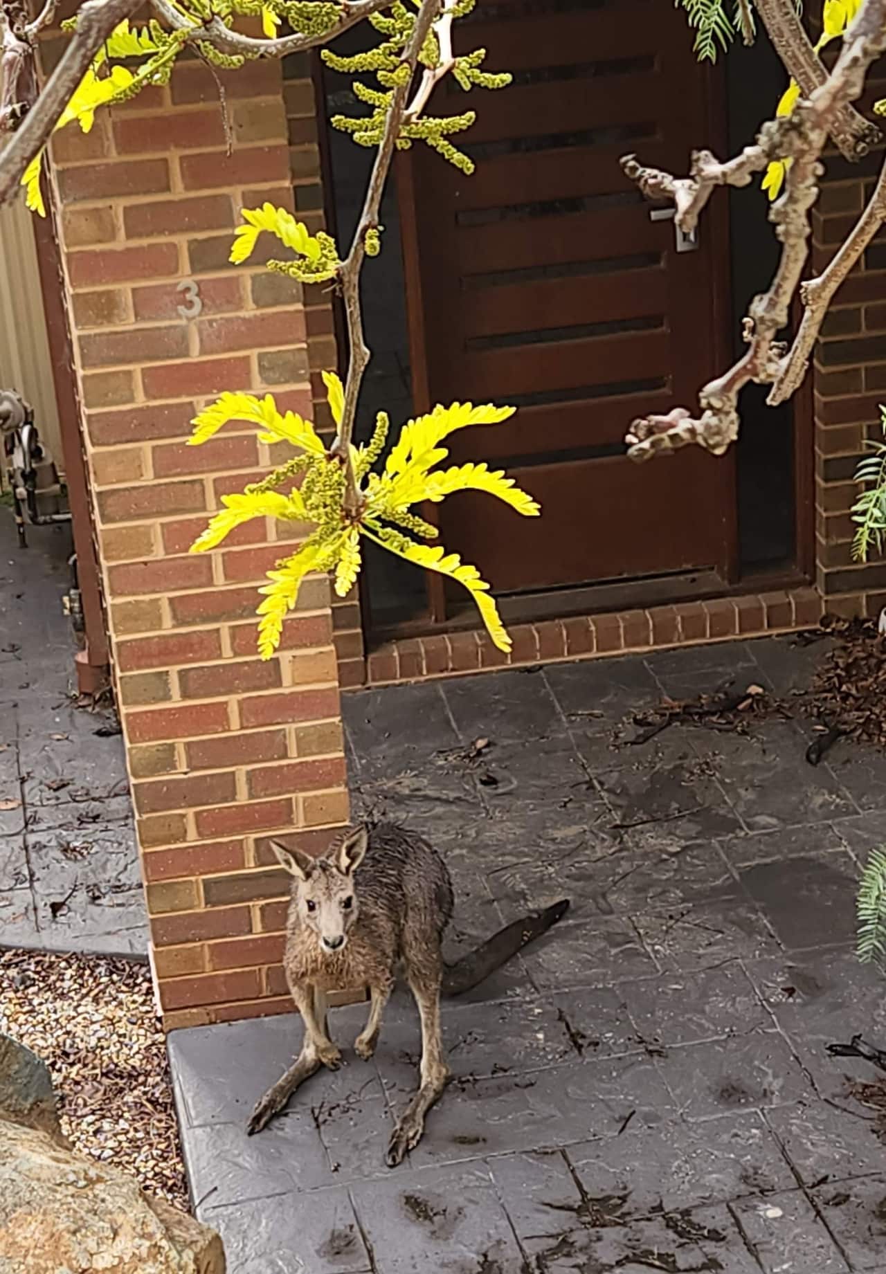 An orphaned joey is found at a home in Shepparton, Victoria.