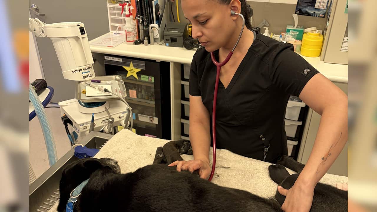 A vet (a woman with a black high ponytail and in black scrubs) listened to the chest of a black Labrador using a red stethoscope in a vet room.
