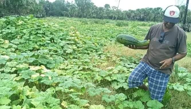 Ismenio iha nia rai Metinaro ne'ebe nia kuda modo no aifuan sira seluk hanesan lakeru no tomati