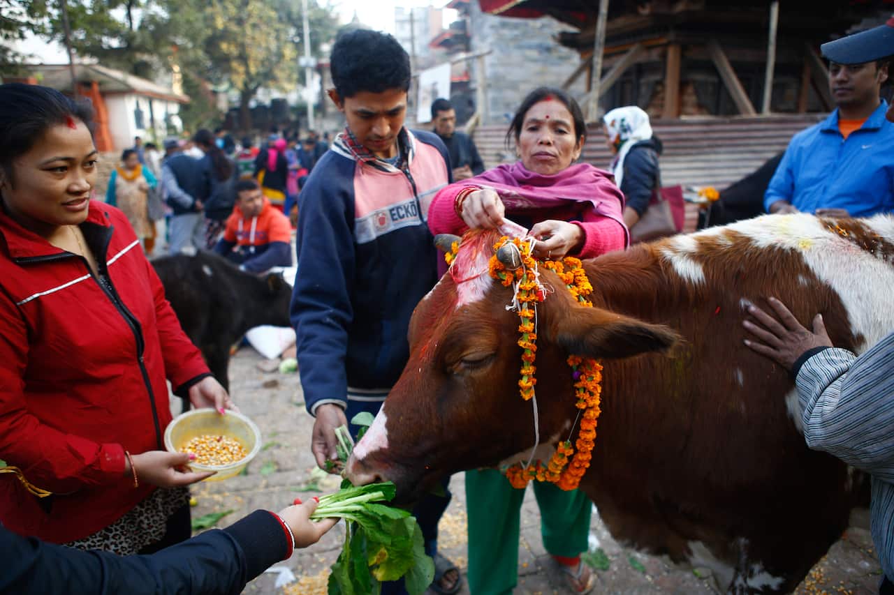 Gai Tihar or Cow worship Day in Nepal