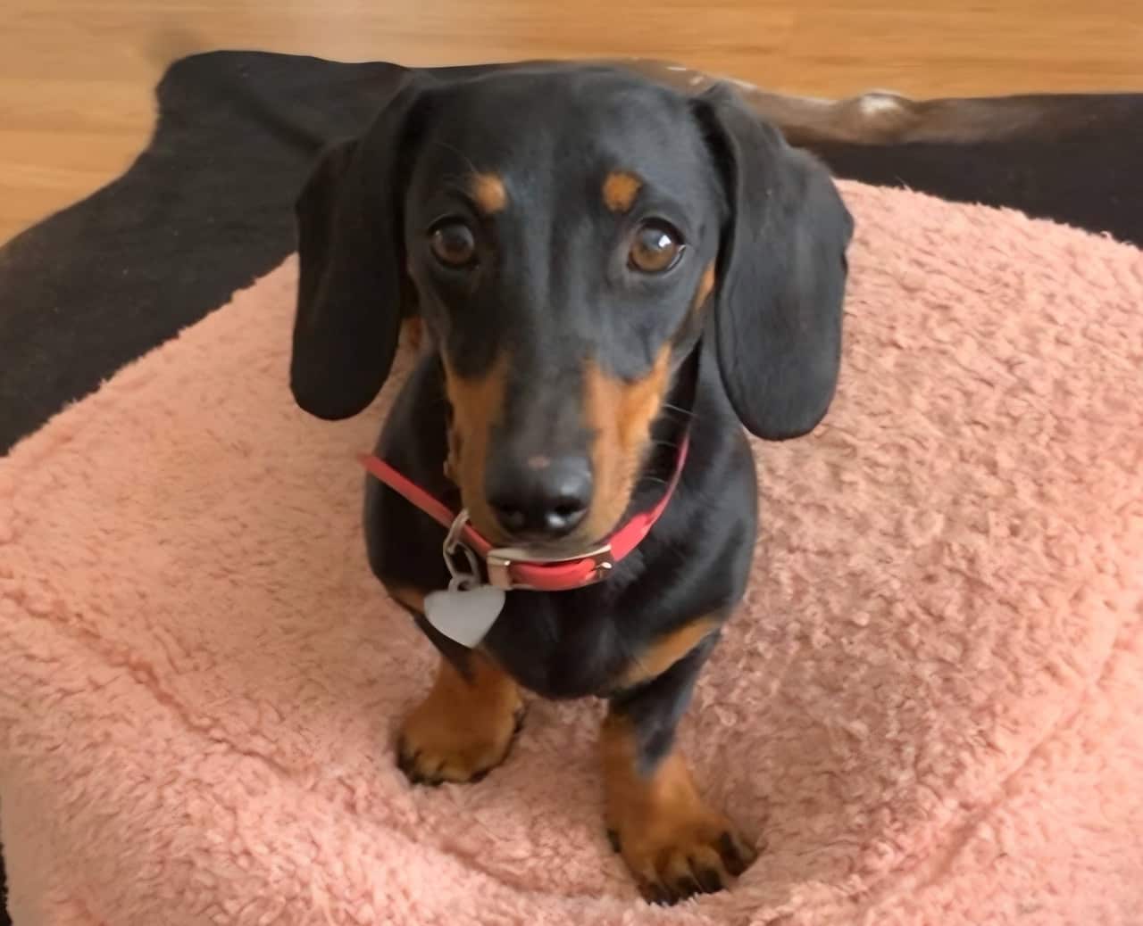 A dachshund sitting on a pink dog bed.
