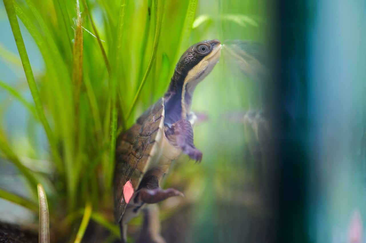 A Hunter River turtle hatchling in a tank.