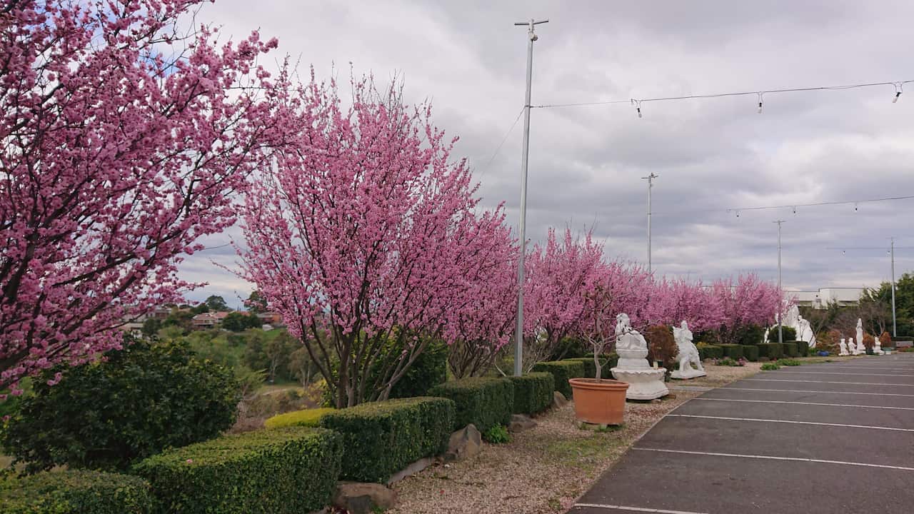 Hoa anh đào tại chùa Quang Minh