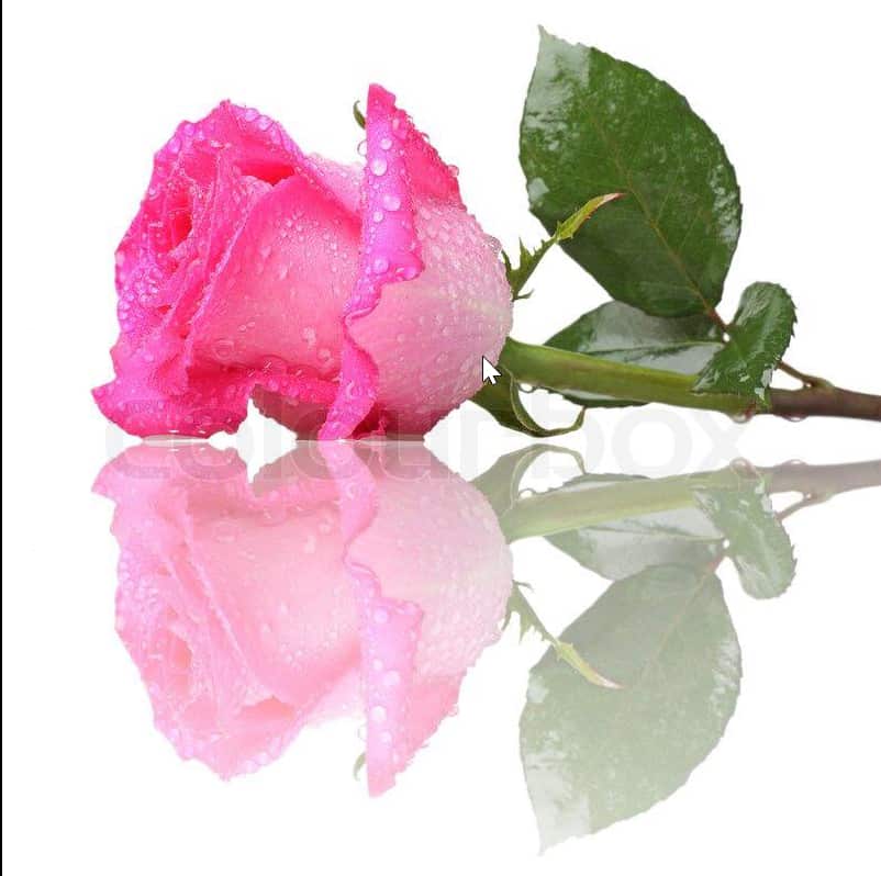 một hoa hồng cho tang lễ.png