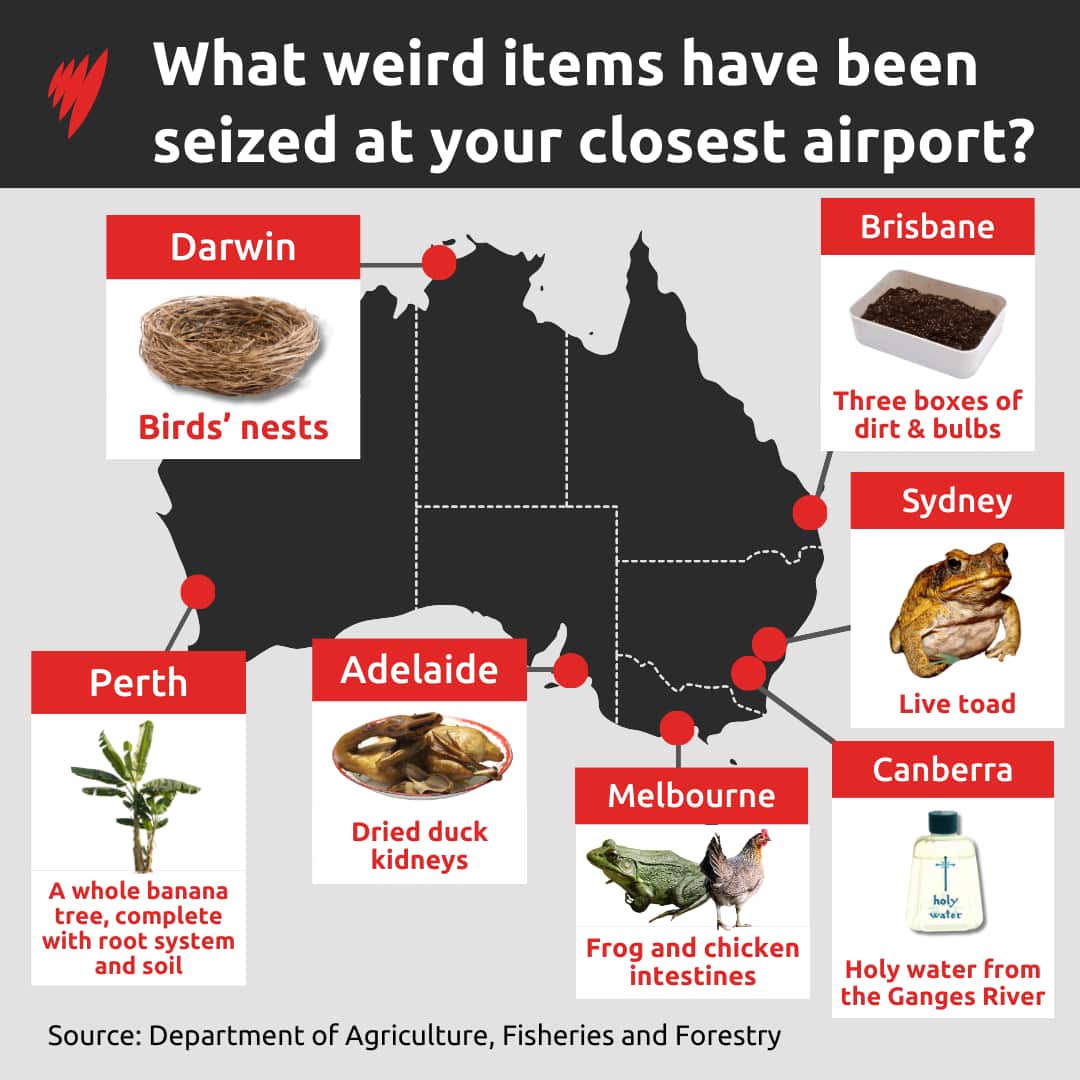 A map of Australia showing a risky item seized at major aiports across the country, including dried duck kidneys, a live toad, birds' nests and chicken intestines.