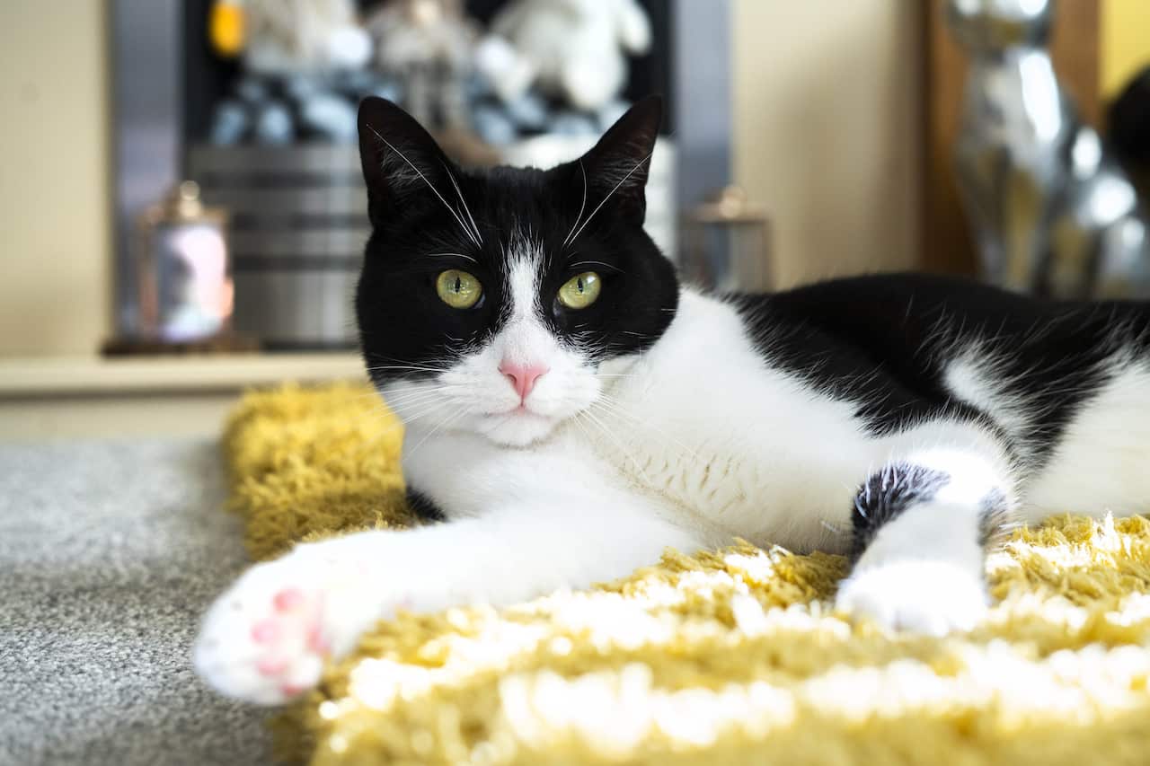A cat laying on a mat on the floor.