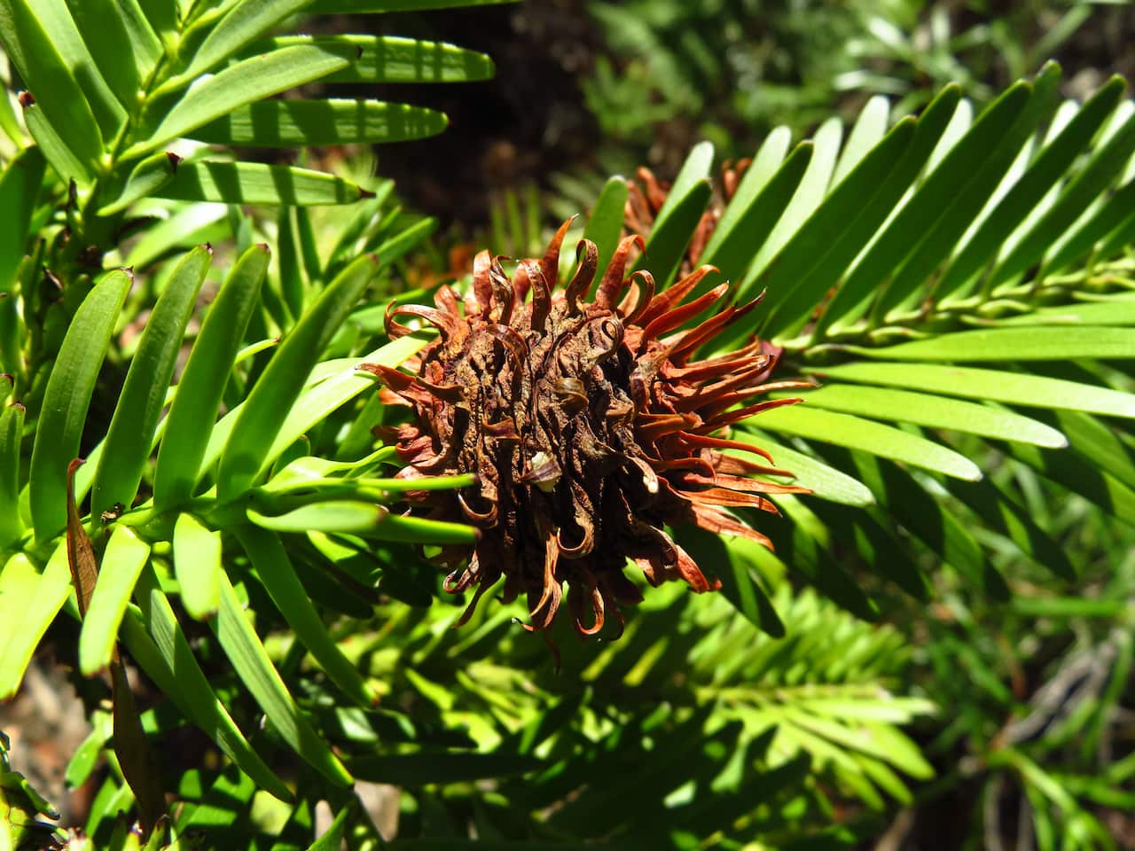WOLLEMI PINE REGENERATION NSW