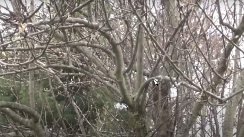 需要修剪的果树