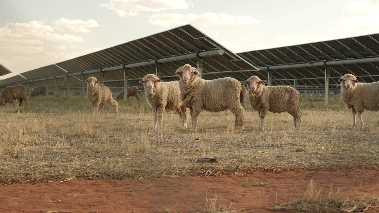 Sheep stand facing the camera in a dry paddock, with rows of solar panels stretching behind them under a hazy sky.