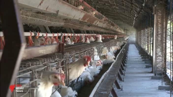 Deadly bird flu strain spreads to second Australian state