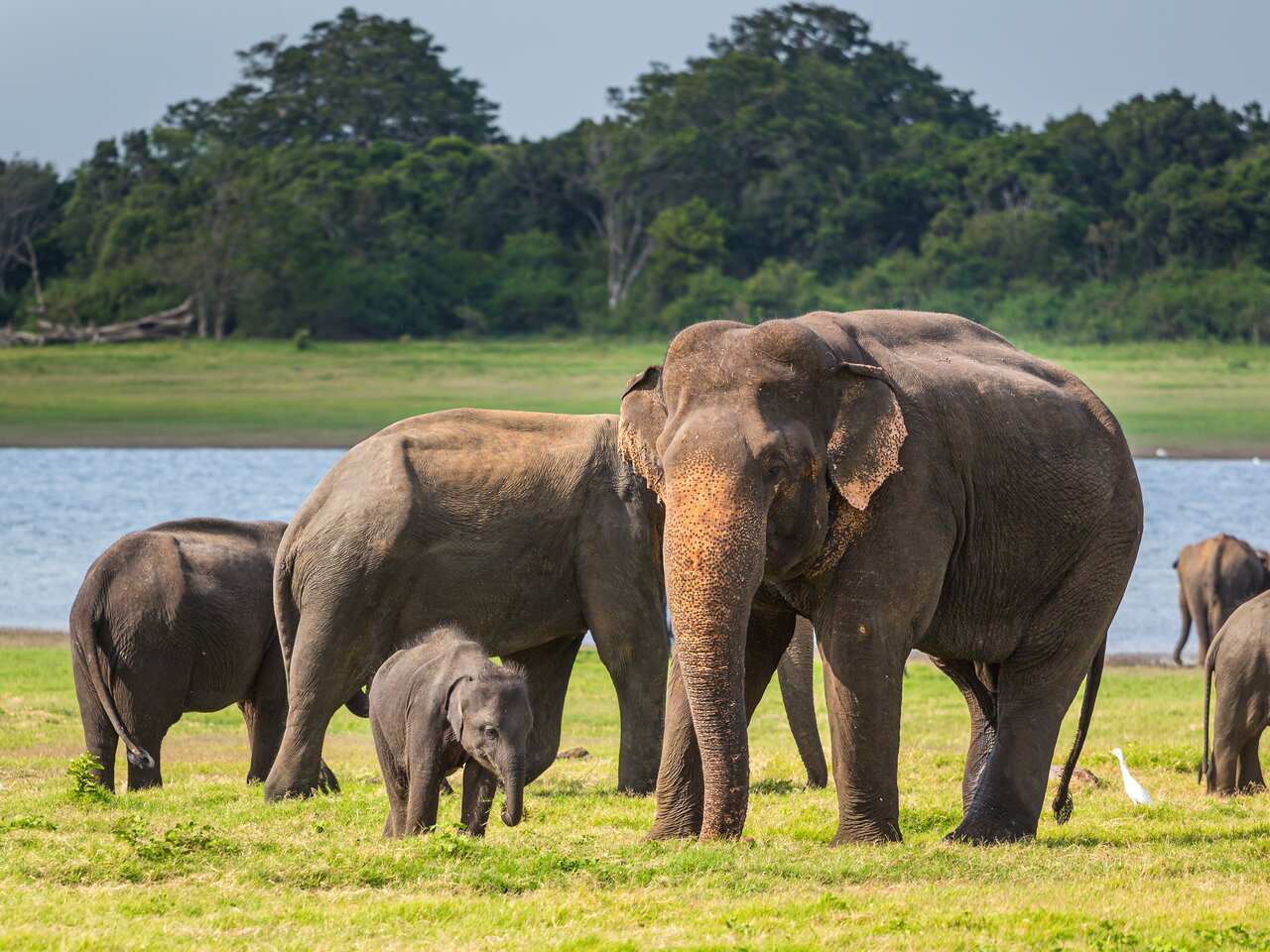 Family of elephants,Kaudulla National Park,Sri Lanka