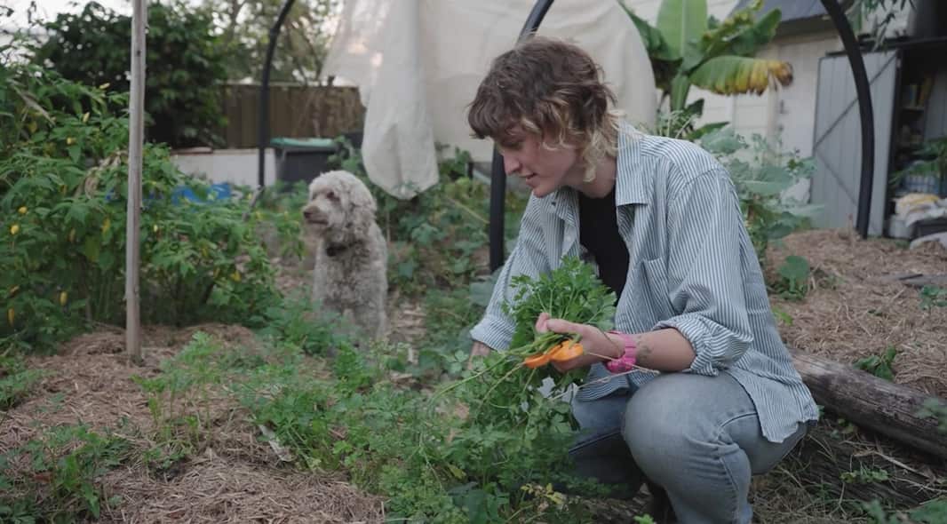 a young woman picks a carrot in a veggie patch with a shaggy white dog behind her.