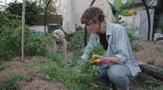 a young woman picks a carrot in a veggie patch with a shaggy white dog behind her.
