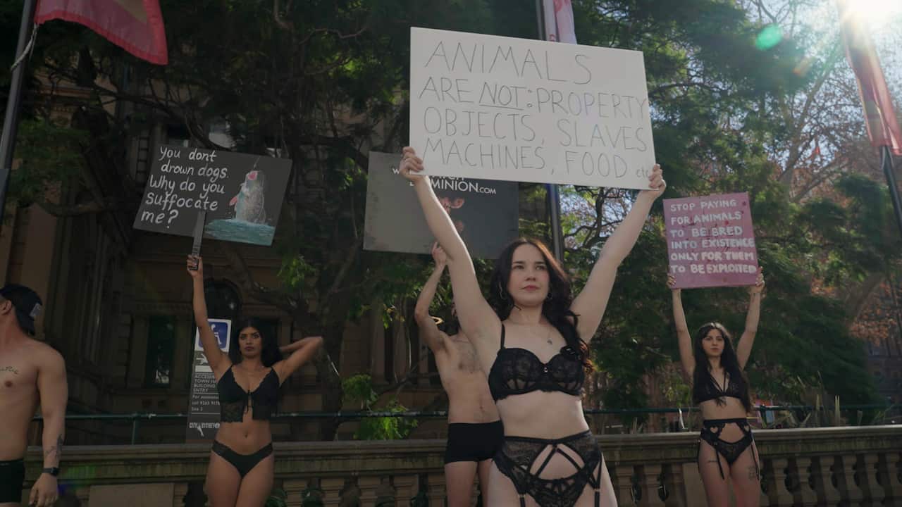 A group of animal rights protestors dressed in lingerie hold signs above their heads. 