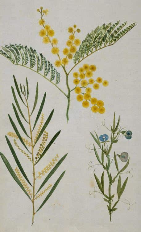 Detailed drawings of three plants