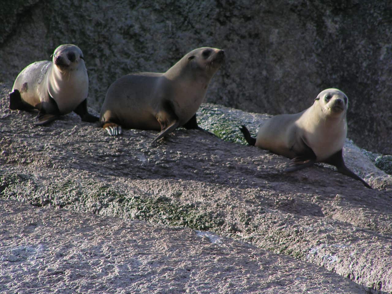 FUR SEALS