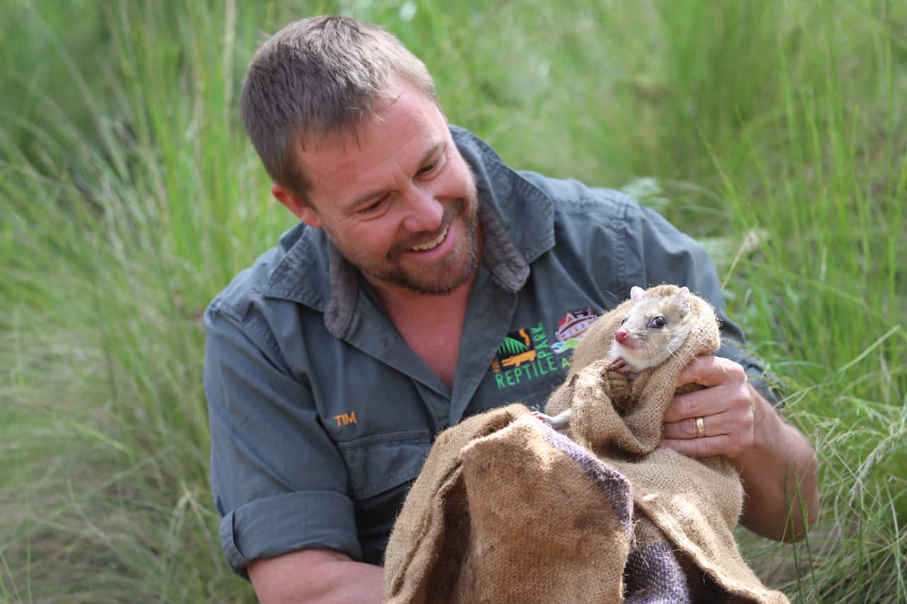 คุณทิมจากออสซี่ อาร์ก อุ้มควอลล์ก่อนปล่อยเข้าสู่เขตรักษาพันธุ์สัตว์ป่า