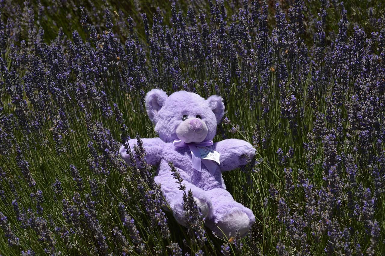 Nannup Lavender.jpg