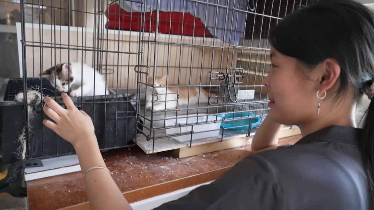 志愿者马闻璐和一只刚出生不久的小奶猫