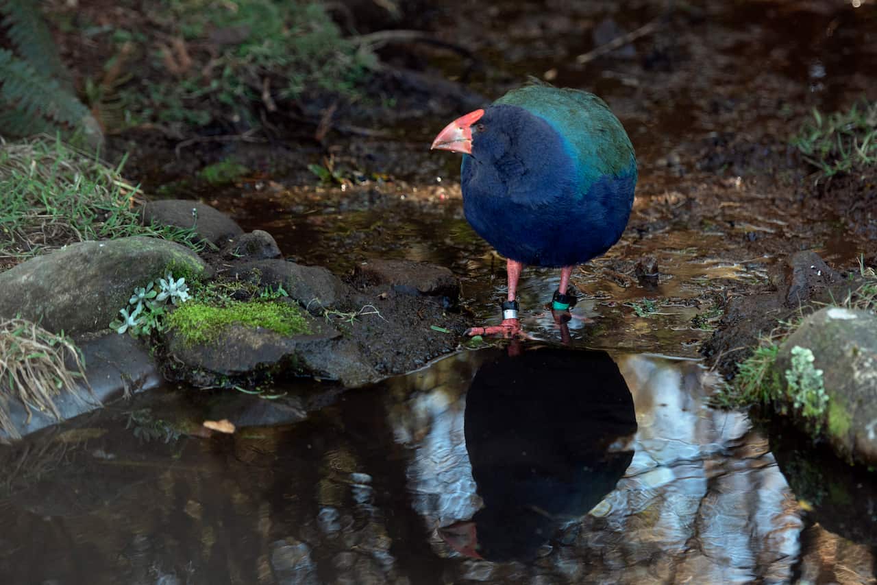 South Island Takahe (Porphyrio hochstetteri), with leg bands, drinking at pond, endemic to New Zealand, classified as Endangered, Orokonui Ecosanctuary, Purakaunui, Dunedin, Otago, South Island, New Zealand