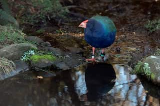 South Island Takahe (Porphyrio hochstetteri), with leg bands, drinking at pond, endemic to New Zealand, classified as Endangered, Orokonui Ecosanctuary, Purakaunui, Dunedin, Otago, South Island, New Zealand