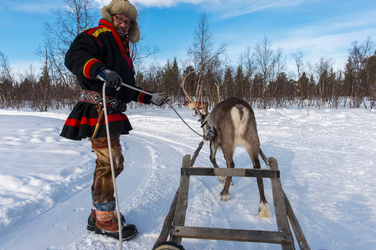Sami man in the snow with a traditional Sami sled pulled by a reindeer.