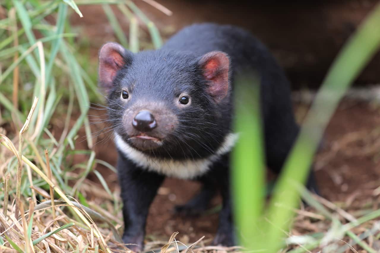 Tasmanian Devil Celebrates Her First Birthday