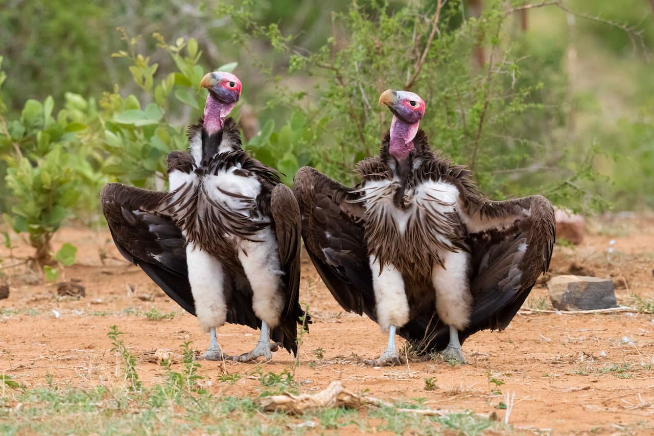 Lappet-faced vulture, Torgos tracheliotos