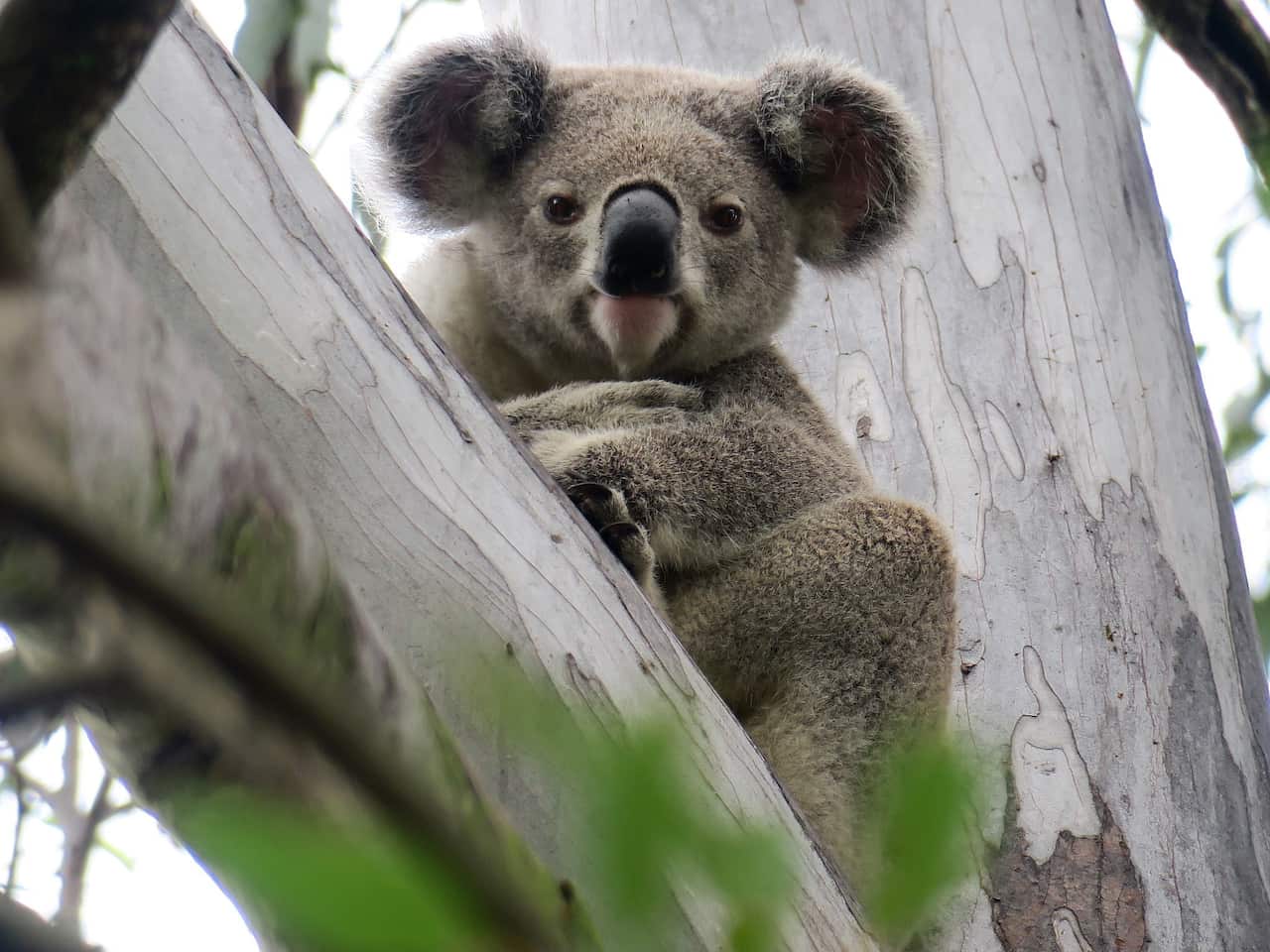 UQ RESEARCHERS SAVING KOALAS