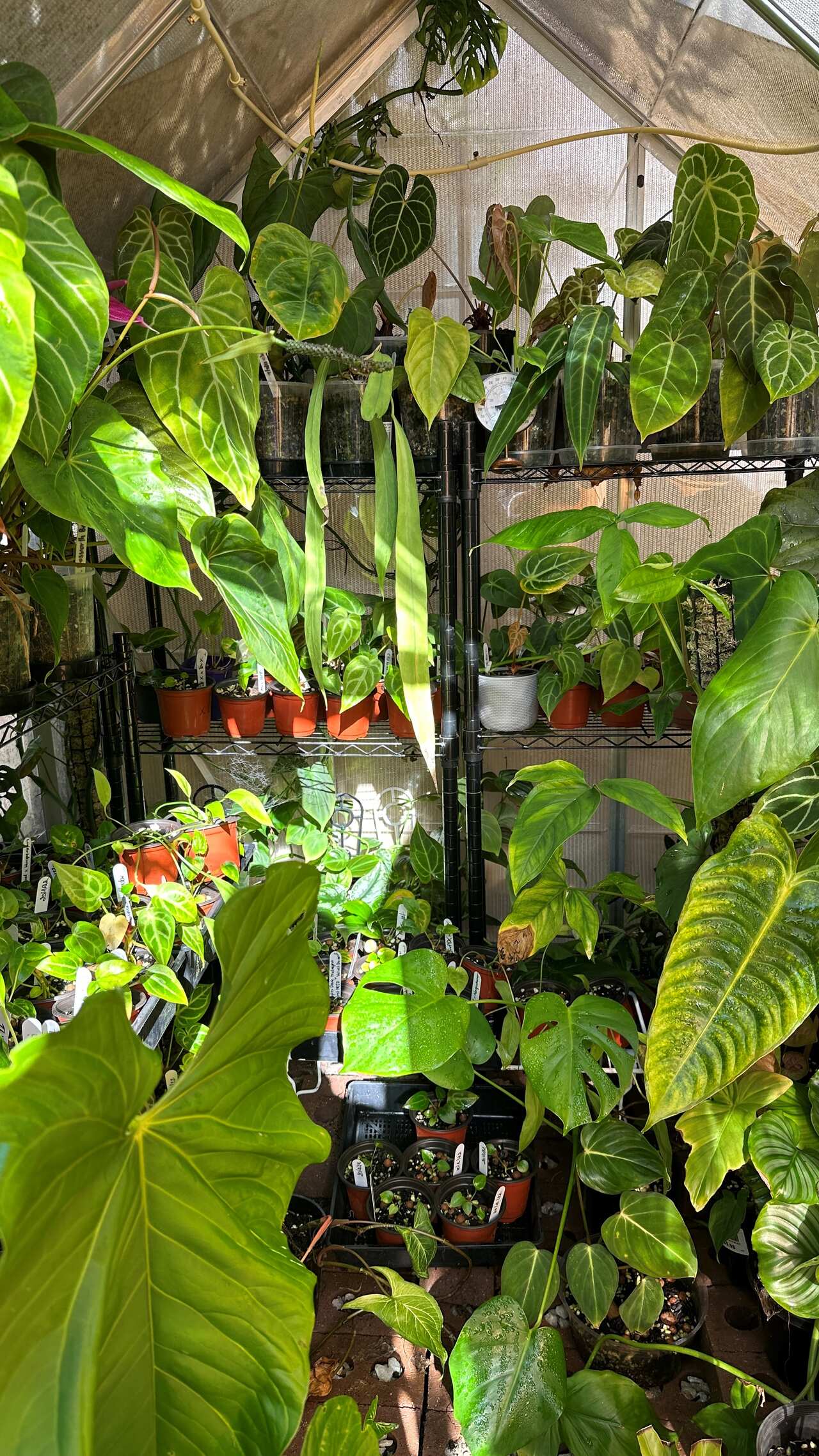 Photo-Nat-Plant tips (10).jpg