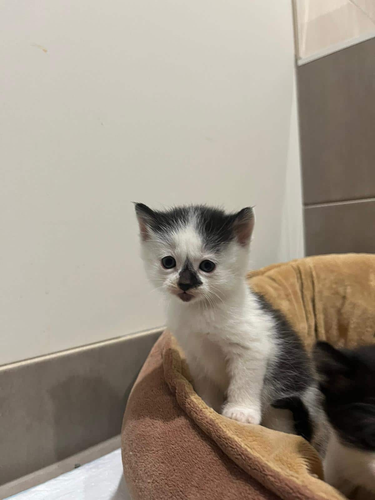 Photo-Elite cat rescue (16).jpg