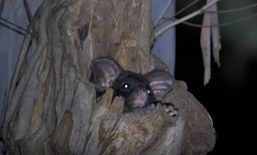 A greater glider face pokes out of a tree hollow at night, it has big round pink ears