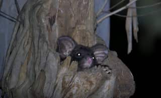 A greater glider face pokes out of a tree hollow at night, it has big round pink ears