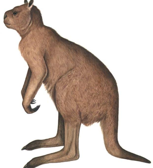 biggest Kangaroo.JPG