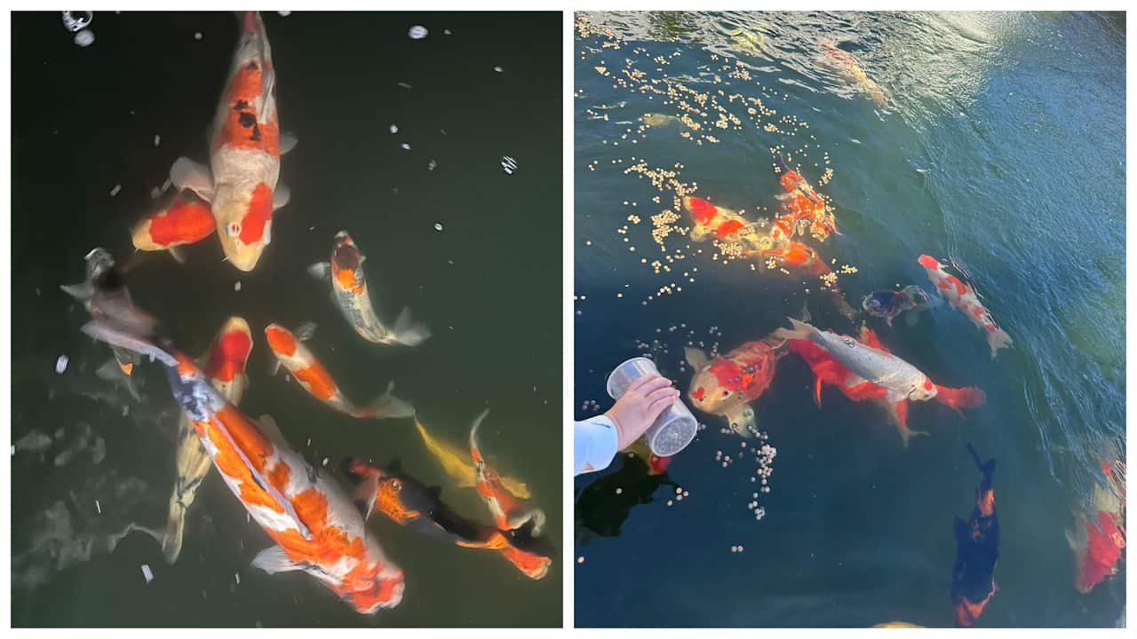 Daniel koi pond 1.jpg