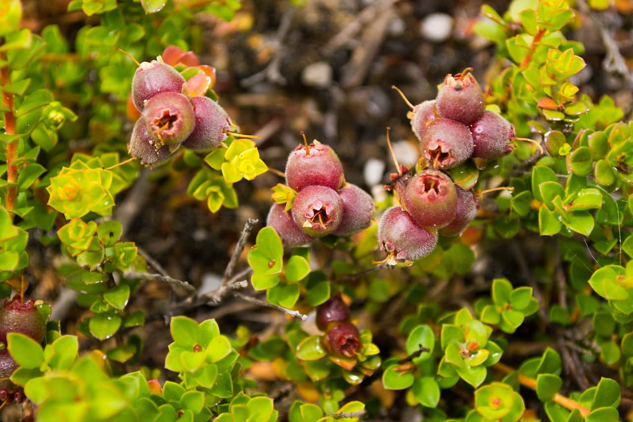 Australian native plant Muntries (Kunzea pomifera) with berries