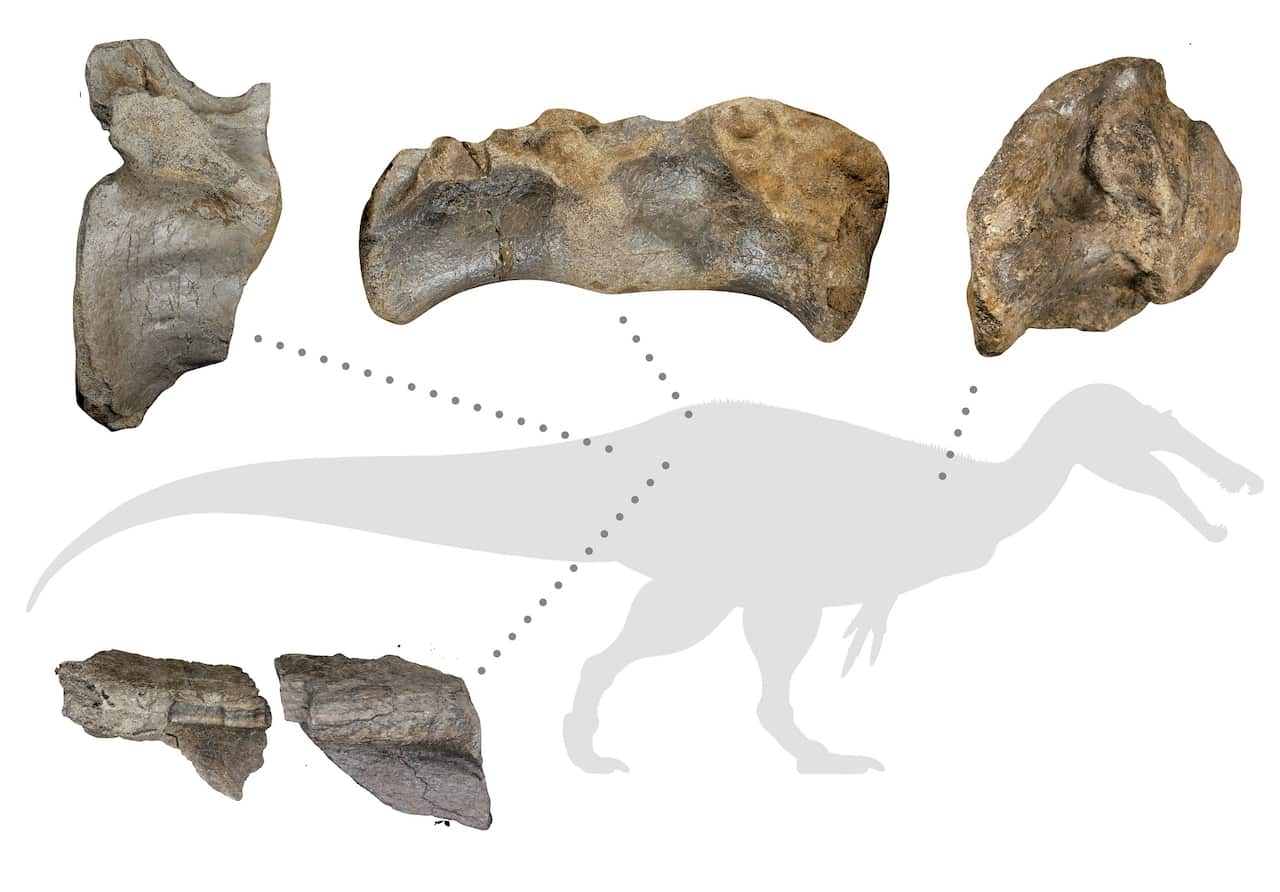 Several prehistoric bones are illustrated with lines connecting them to a body part on the picture of the dinosaur. 