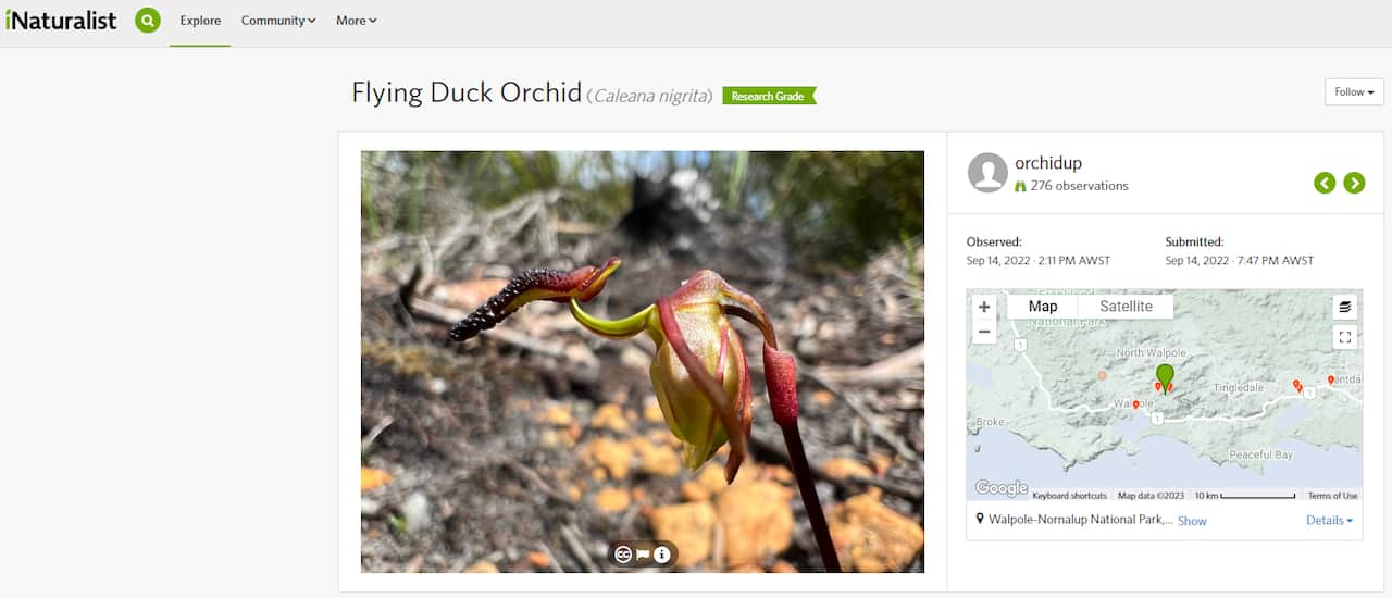 Online biodiversity database iNaturalist - Image David Edmonds and iNaturalist.png