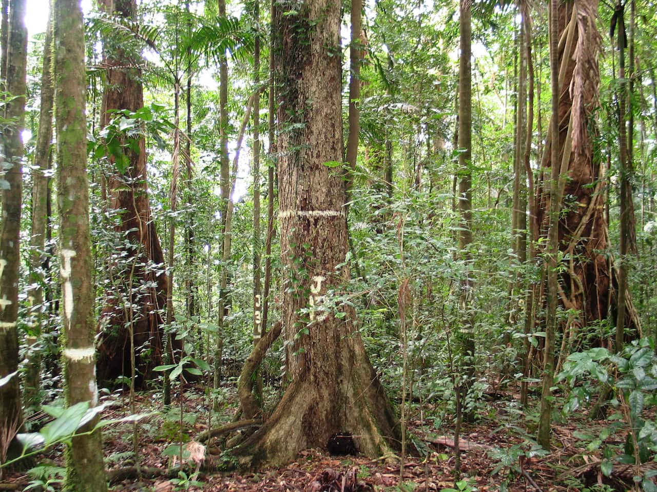 Huge trees in a dense forest surrounded by shrubs.